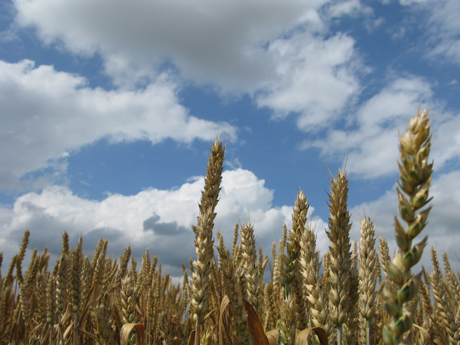 Agrotehnika i oprema - sredstva za zaštitu bilja