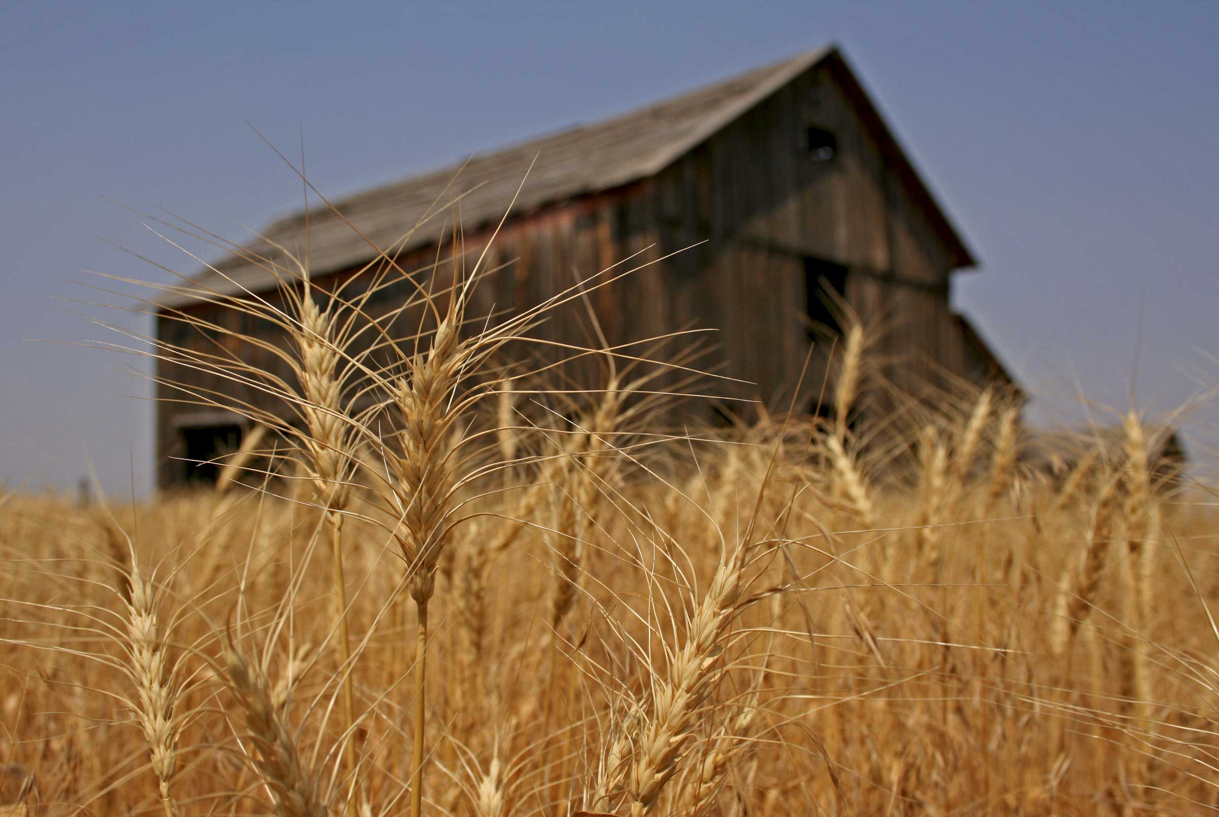 Ранчо пшеница. In northern india they harvest their wheat